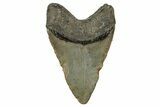 Fossil Megalodon Tooth - North Carolina #344076-1
